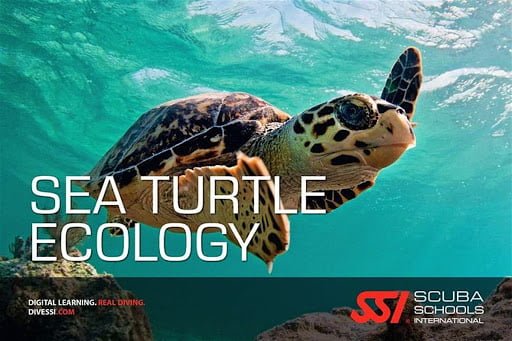 Sea Turtle Ecology – Specialty Course